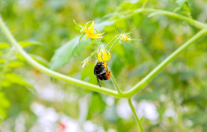 マルハナバチによる自然交配