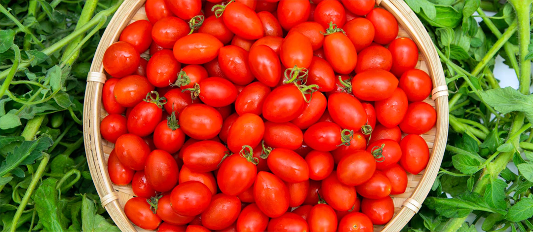 収穫した完熟トマト