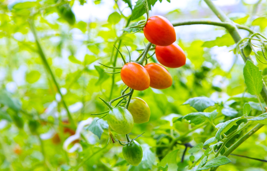 マルハナバチによる自然交配