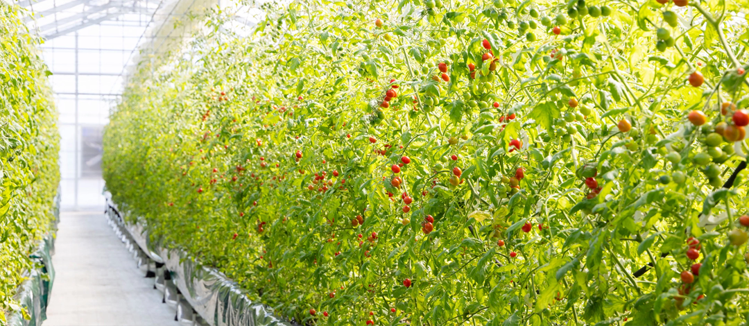 プランター(隔離床)に入れて栽培