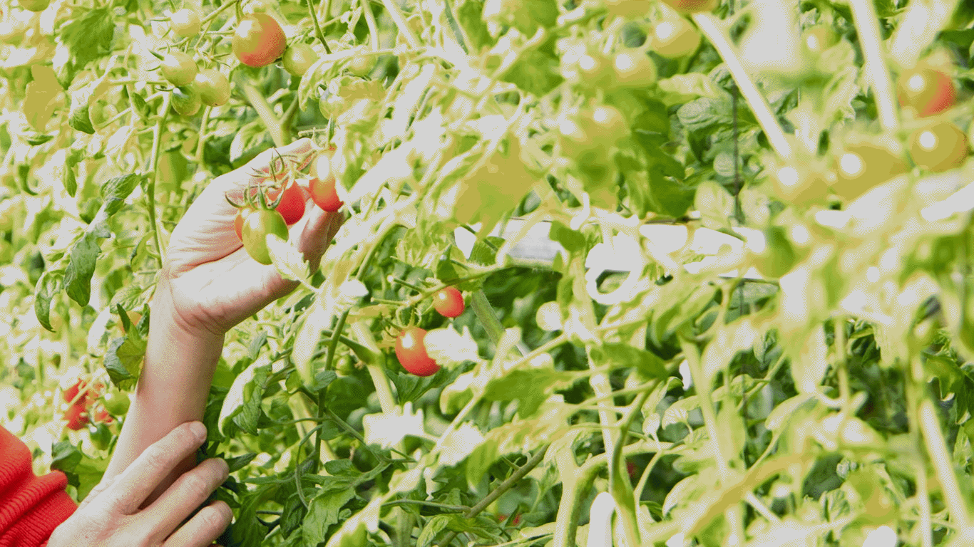 トマト収穫の様子